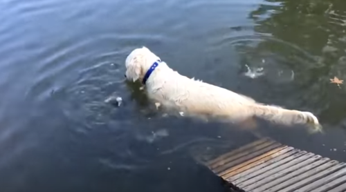 Dog_Stands_Inside_Lake.png