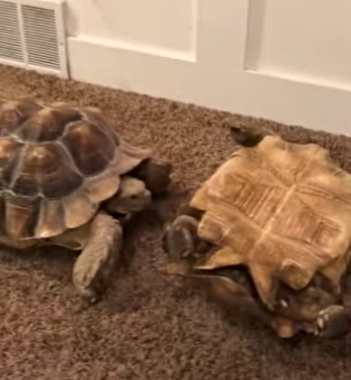 Tipped_Tortoise.png