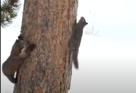 PineMarten.png