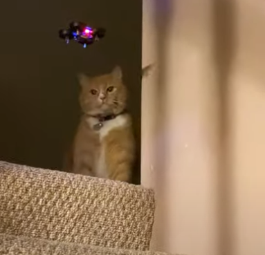 Kitty_Swipes_at_Drone.png