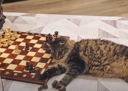 CatKnocksOverChess.png