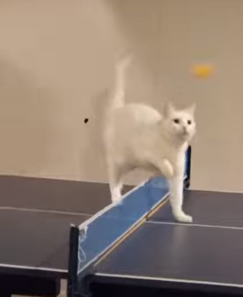 catpingpong.png