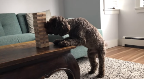 DogPlaysJenga.png