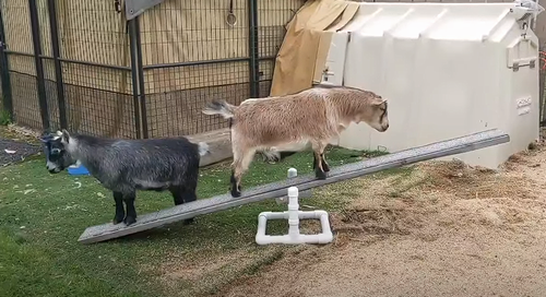 GoatsLearntoBalance.png