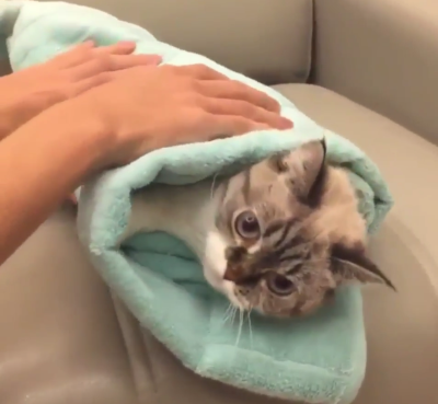 Purrito.png