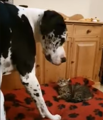 GreatDaneandCat.png