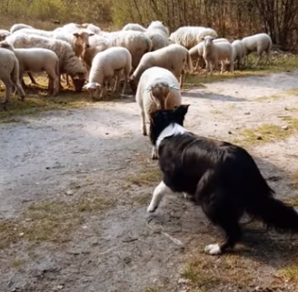 LambCallengesSheepDog.png