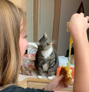 CatFascinatedbyCheese.png