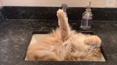 kitty_in_sink.png