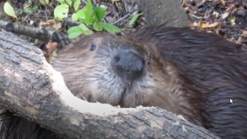 Beaverchews.png
