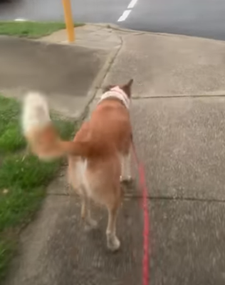 DogPushesCrosswalkforOwner.png