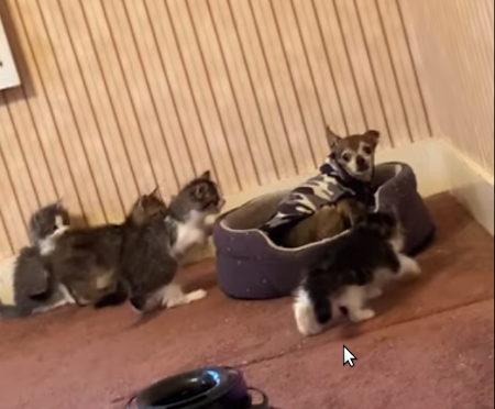 dog_overwhelmed_by_kittens.png