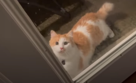CatInsistsOnKeepingDoorOpen.png
