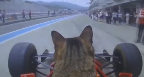 ferrari_cat.png