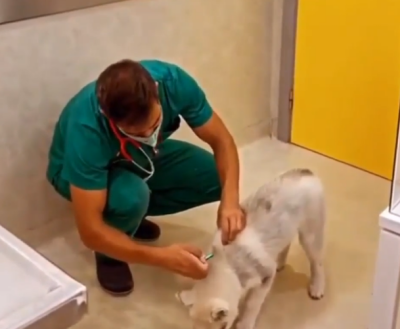 great_veterinarian.png