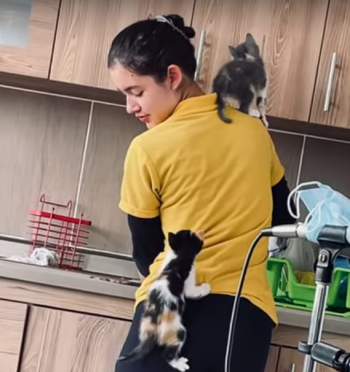 kittens_climb_human.png