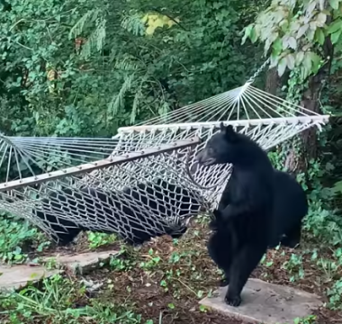 HammockConfusesBear.png