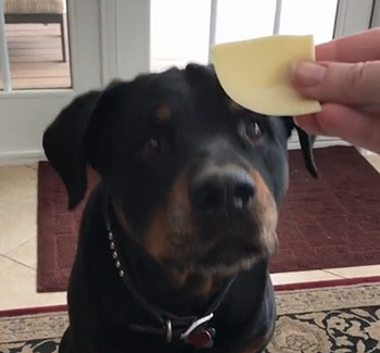 rottweilerwantscheese.png