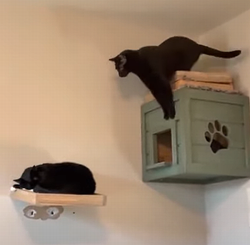 CatBreaksShelf.png