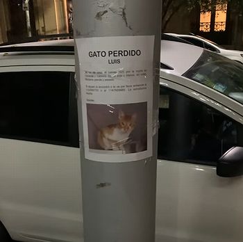 LostCatFound.png