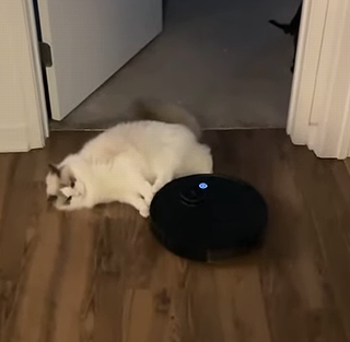 catblockroomba.png
