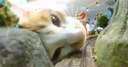 Catzilla.png