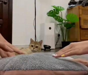 massage_cat.png
