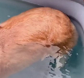 Corgibuttscanfloat.png