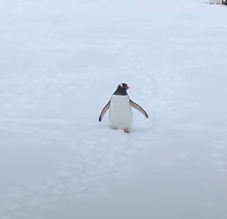 PenguinDecidestoJoinExpedition.png