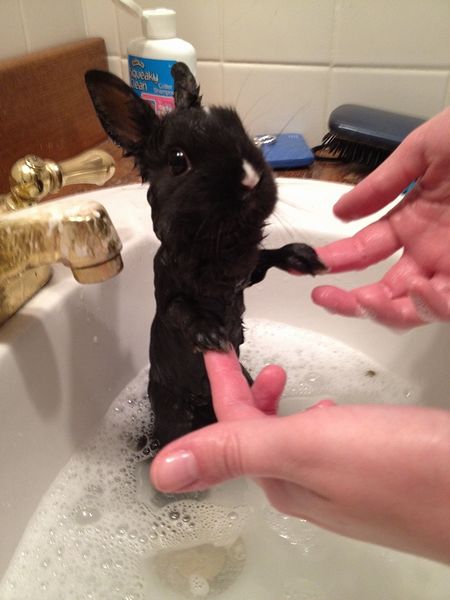 bathtime_bunny.jpg