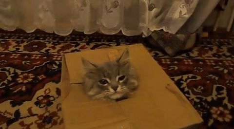 box_cat.jpg