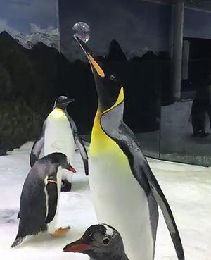 bubble_poping_king_penguin.jpg