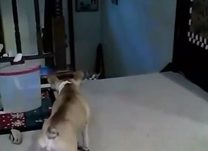bulldog_vs_cat.jpg