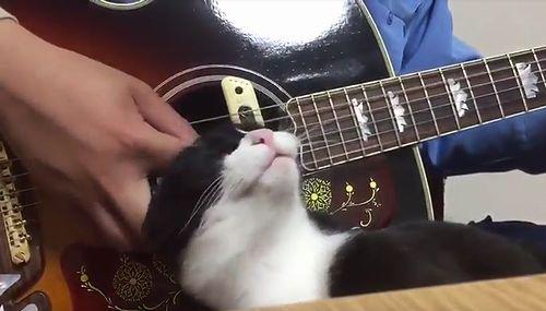 cat_loves_guitar.jpg
