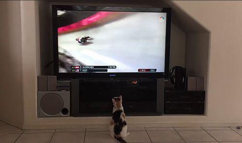 cat_loves_winter_sports.jpg