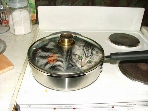cat_pan.jpg