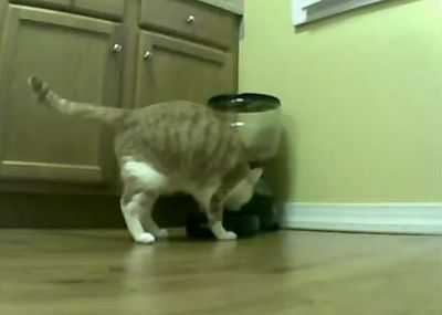 cat_vs_Automatic_Feeder.jpg
