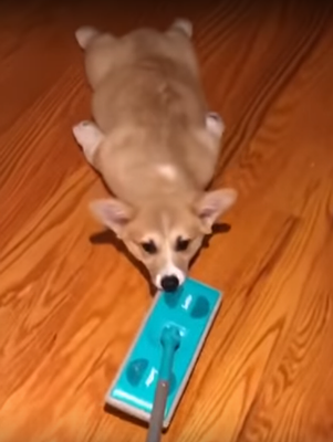 corgi_rides.png