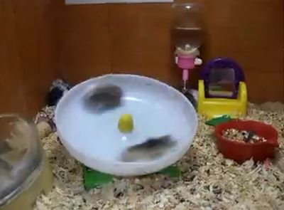 crazy_hamsters_playing.jpg