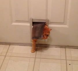 fat_cat_squeezes_door.jpg