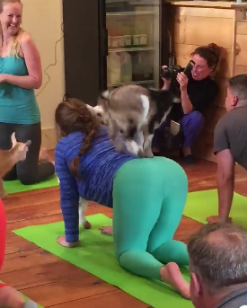 goat_yoga.png
