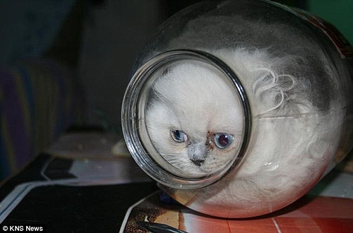 jar_kitten_01.jpg