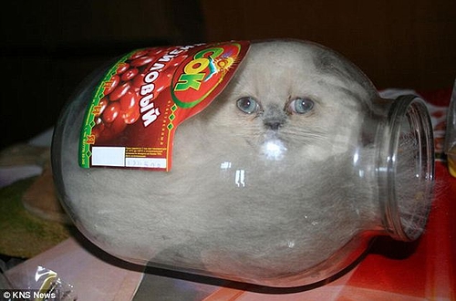 jar_kitten_02.jpg
