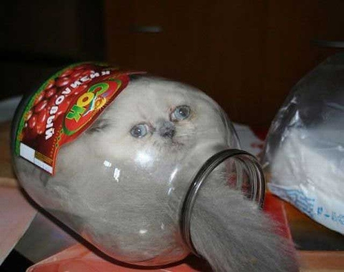jar_kitten_03.jpg