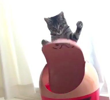 kitten_play_with_trashbin.jpg