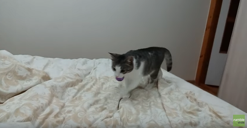 kitten_plays_fetch.png