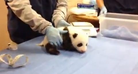 panda_eight_weeks_old.jpg