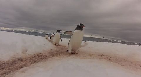 penguin_highway.jpg