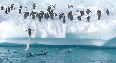 penguin_jump.jpg