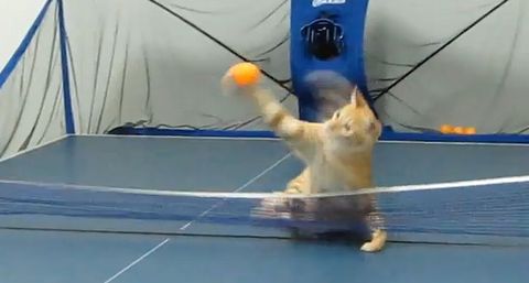 pingpong_cat.jpg